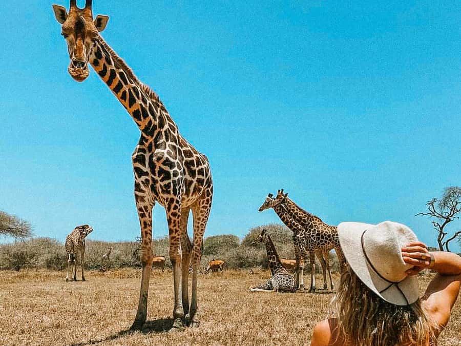 Mombasa: Guided Nature Walk Amongst Giraffes - Giraffes, Feeding, and the Rule of Close Observation