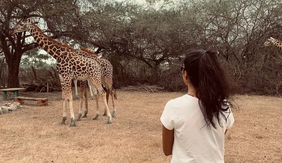 Mombasa: Guided Nature Walk Amongst Giraffes - Timing and the Reality of Animal Encounters