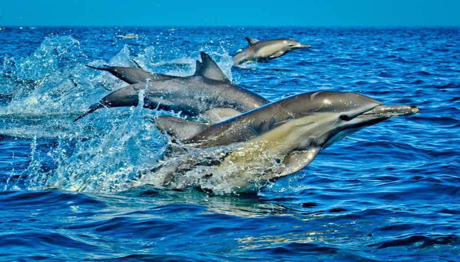Mombasa: Kisite Park Private Cruise with Breakfast and Lunch - Price and what you actually get for $163