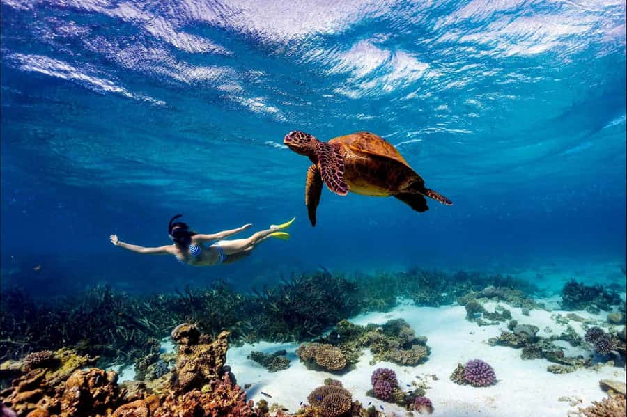 Mombasa: Kisite Park Private Cruise with Breakfast and Lunch - Kisite-Mpunguti Marine National Park: dolphin time and reef snorkeling