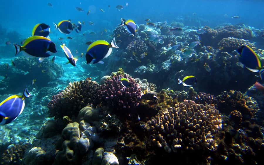 Mombasa: Kisite Park Private Cruise with Breakfast and Lunch - Wasini Island: lunch, mangroves, coral garden, and village culture