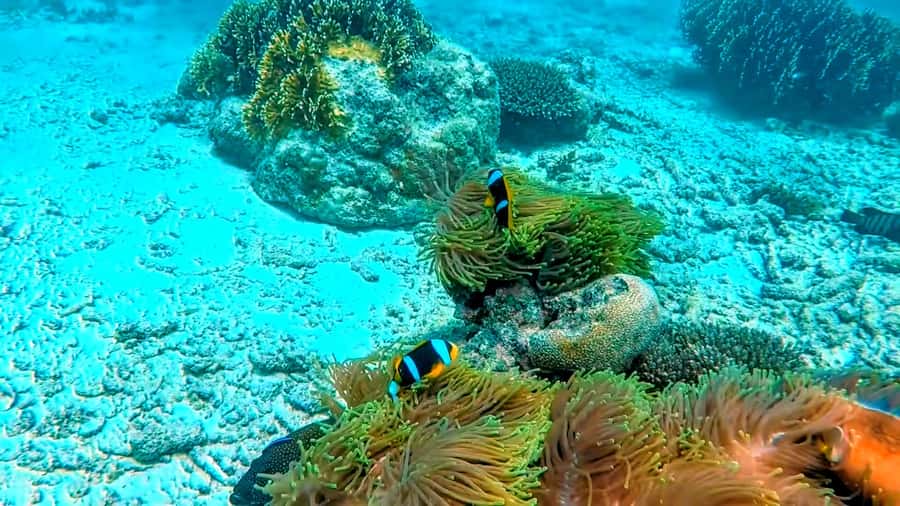 Mombasa: Kisite Park Private Cruise with Breakfast and Lunch - Who this tour fits best