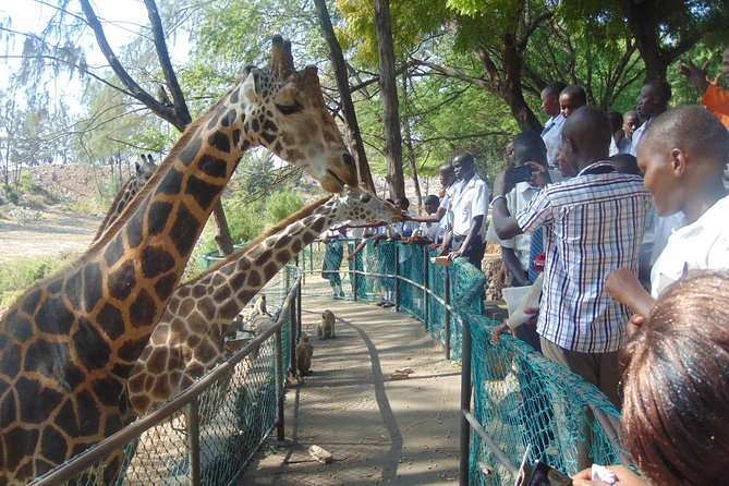 Mombasa Private City Tour & Haller park Sanctuary with sea food luch - Fort Jesus Museum and the Portuguese story behind Mombasa