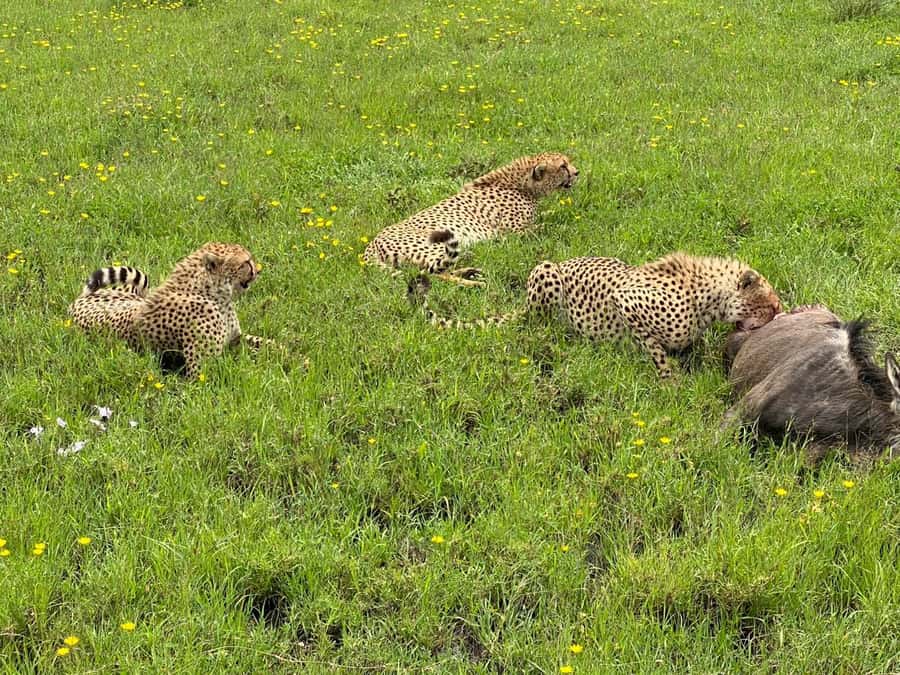 Mombasa: Tsavo East National Park Day Trip with Lunch - Key things to know before you go