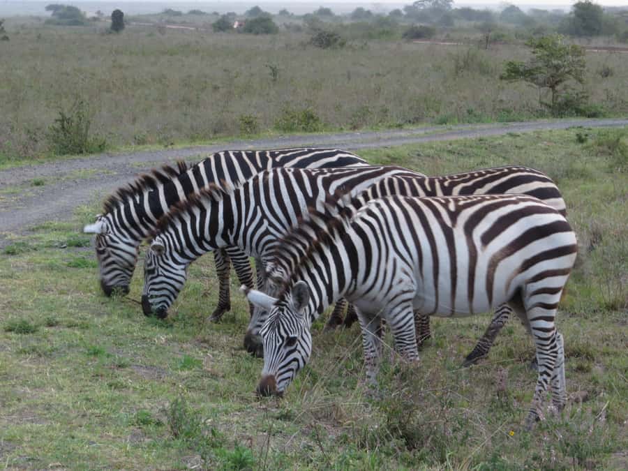 Mombasa: Tsavo East National Park Day Trip with Lunch - Tsavo East in One Day, From Mombasa or Diani
