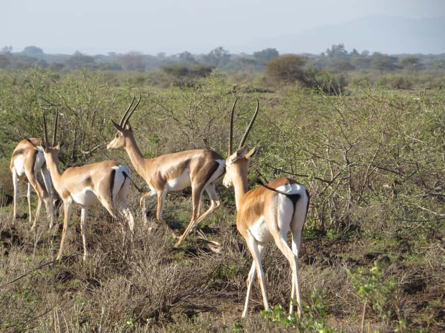 Mombasa: Tsavo East National Park Day Trip with Lunch - Yatta Plateau, the Long Lava Flow You Can See