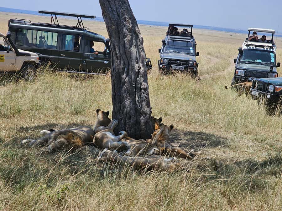 Mombasa: Tsavo East National Park Day Trip with Lunch - Timing and What the 8 Hours Really Feel Like