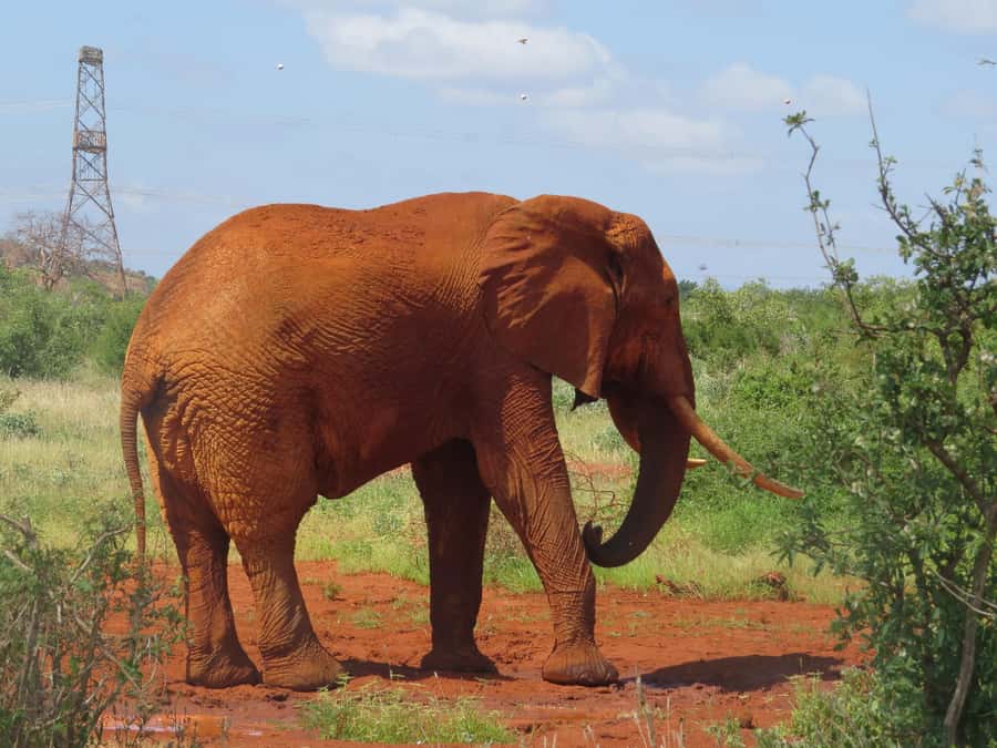 Mombasa: Tsavo East National Park Day Trip with Lunch - Price and Value, Plus the Park Fees Catch
