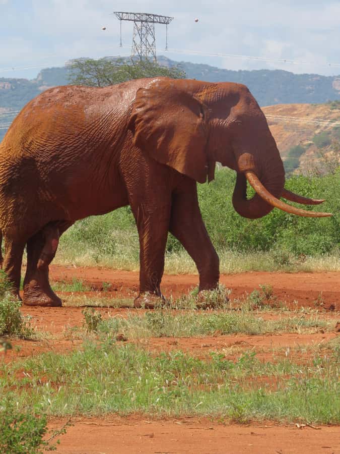 Mombasa: Tsavo East National Park Day Trip with Lunch - Comfort, Rules, and What to Pack for a Dusty Day