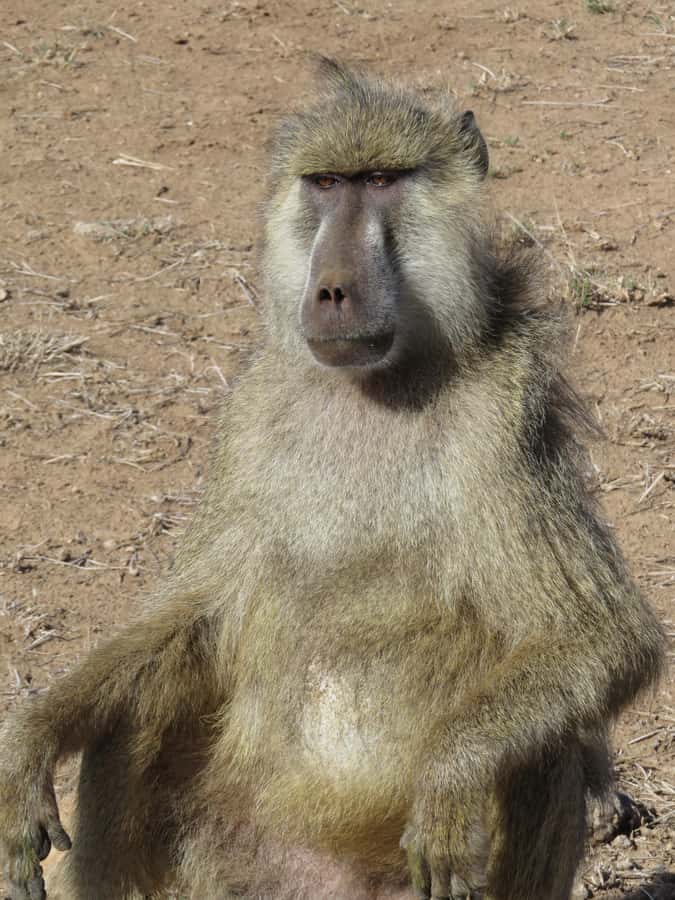Mombasa: Tsavo East National Park Day Trip with Lunch - The Drive That Sets the Safari Mood