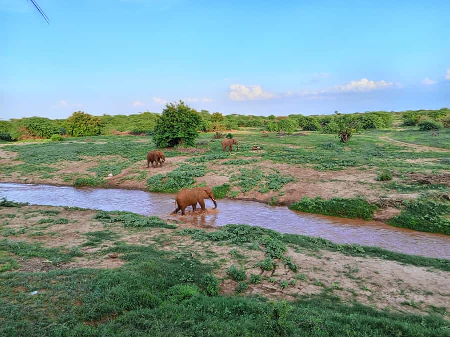 Mombasa: Tsavo East Ngutuni Sanctuary Overnight Safari - Getting picked up early from Diani, Mombasa, Kilifi, Watamu, or Malindi