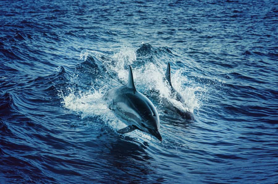 Mombasa: Wasini Dolphin Tour - Wasini Island: seafood lunch and a Swahili village walk