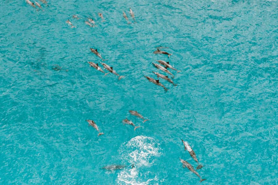 Mombasa: Wasini Dolphin Tour - Should you book the Mombasa Wasini Dolphin Tour?