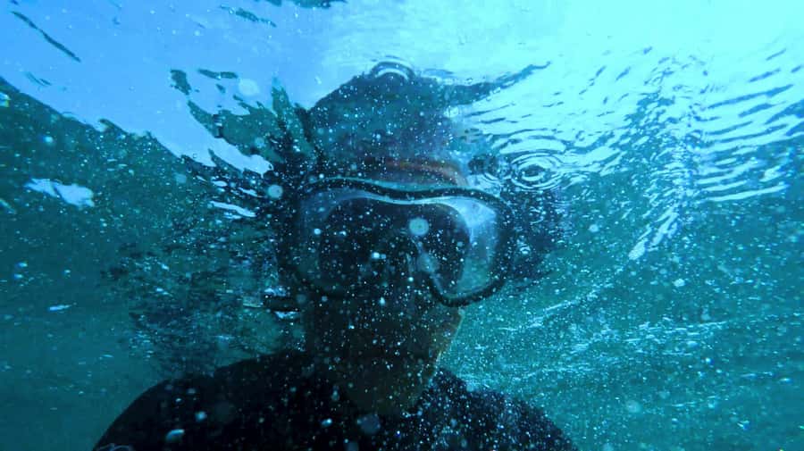 Mombasa: Wasini Dolphin Tour - FAQ