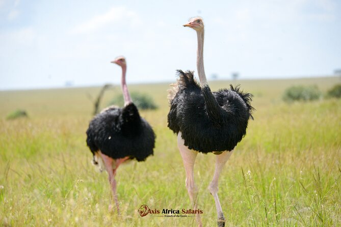 Multi Day Masai Mara Lake Nakuru Park Hellsgate Park Tour - Key highlights I’d plan around