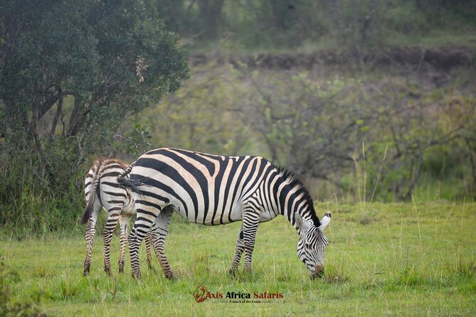 Multi Day Masai Mara Lake Nakuru Park Hellsgate Park Tour - Price and what you really get for $850 per person