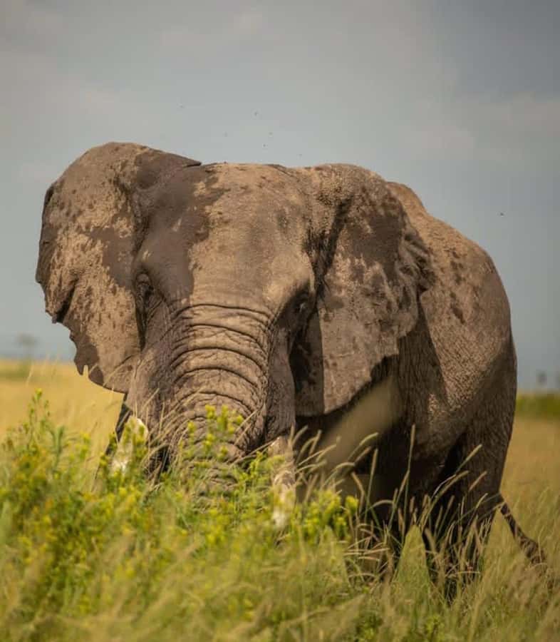 Nairobi: 3-Day Amboseli National Park Shared Safari Package - Amboseli in a Shared Open-Roof Van, Starting in Nairobi at 2:30 PM