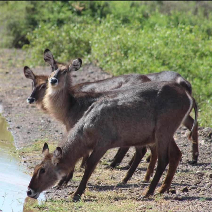 Nairobi: 3-Day Amboseli National Park Shared Safari Package - Day 1: Nairobi to Amboseli, Evening Arrival and Your First Wildlife Window