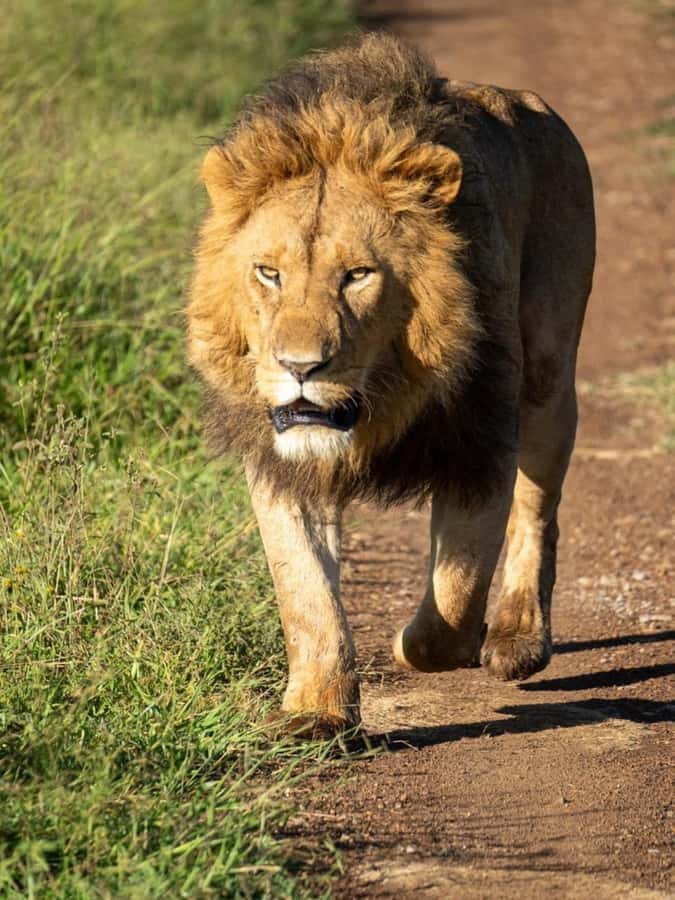 Nairobi: 3-Day Amboseli National Park Shared Safari Package - Nyati Safari Camp Tents and the Kilimanjaro Evening Setup