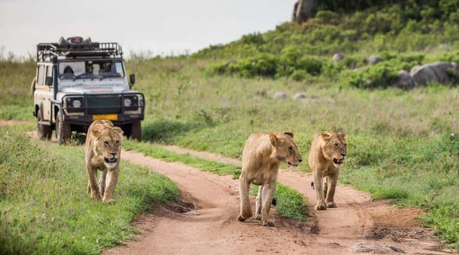 Nairobi: 3-Day Maasai Mara Group Tour with 4X4 Jeep Safari - Park Fees, Balloon Flights, And Maasai Village Add-Ons: Decide What Fits Your Style