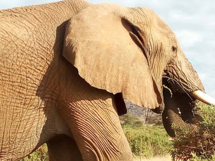Nairobi: 3-Day Maasai Mara Safari - Final Day Exit and One More Safari Chance Before Returning to Nairobi