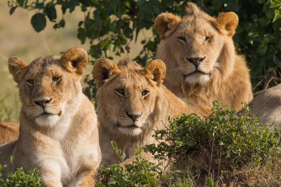 Nairobi: 3-Days 2-Nights Maasai Mara Group Safari in 4x4 - Day 3 in Maasai Mara: Sunrise Views, Optional Masai Village, Then Back to Nairobi