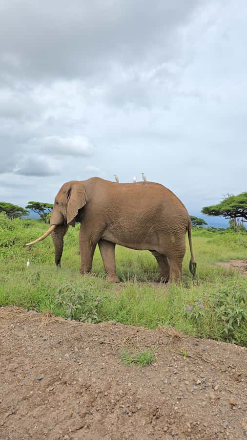 Nairobi: 3-Days 2-Nights Maasai Mara Group Safari in 4x4 - Price, Park Fees, and Value: What You Really Pay For