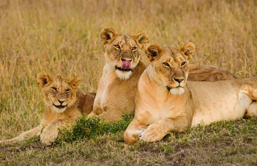 Nairobi: 3-Days 2-Nights Maasai Mara Group Safari in 4x4 - Who This Safari Suits Best in Real Life