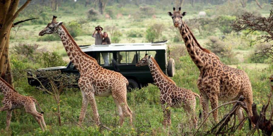 Nairobi: 4-Day Maasai Mara & Lake Nakuru Camping Safari - Optional Maasai village visit, cultural insight for an extra $20