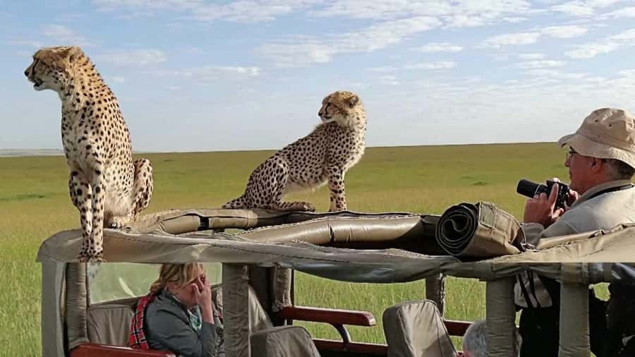 Nairobi: 4-Day Maasai Mara & Lake Nakuru Camping Safari - Small-group format, big-driver impact