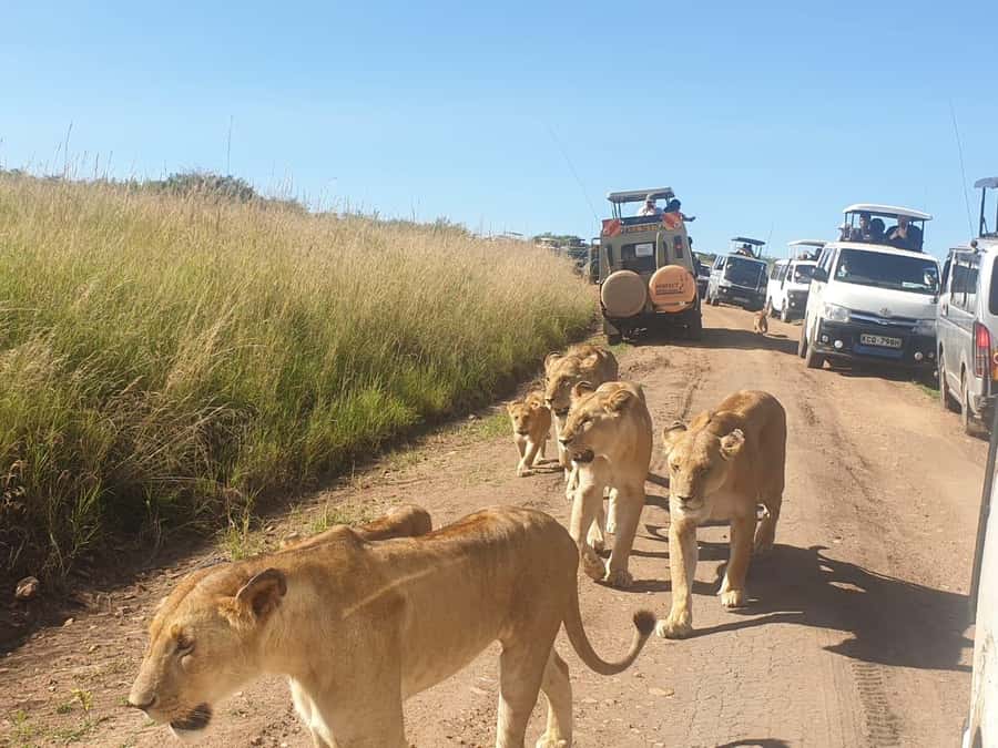 Nairobi: 4 Day Masai Mara and Lake Nakuru Camping Safari - Key Highlights Worth Planning Around