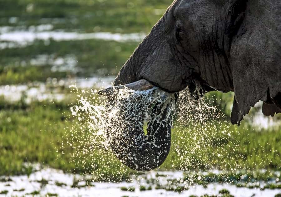 Nairobi: 4 Day Masai Mara and Lake Nakuru Camping Safari - Why Maasai Mara plus Lake Nakuru fits a short trip