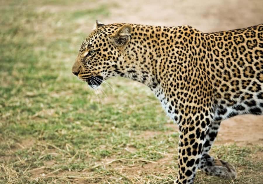 Nairobi: 4 Day Masai Mara and Lake Nakuru Camping Safari - Day 2: A full Masai Mara day for Big Five odds and river wildlife
