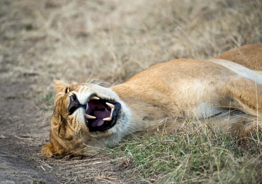 Nairobi: 4 Day Masai Mara and Lake Nakuru Camping Safari - Day 1: Nairobi to the Mara, Rift Valley viewpoint and golden-hour drive