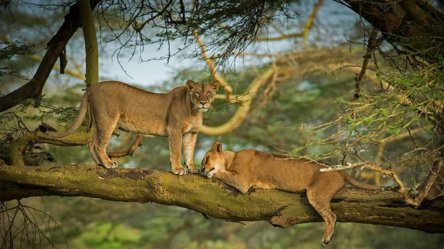 Nairobi: 4 Days Masai Mara & Lake Nakuru 4WD Camping Safari - The big idea: why this Mara plus Nakuru combo works