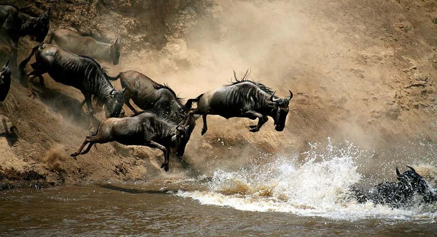 Nairobi: 4 Days Masai Mara & Lake Nakuru 4WD Camping Safari - Day 2, Masai Mara full-day game viewing with long hours (not rushed loops)