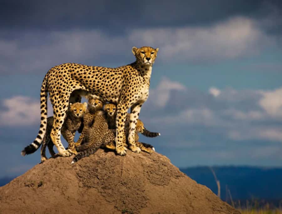 Nairobi: 5 Days Maasai Mara, Nakuru & Naivasha Tour - Key highlights you’ll actually care about