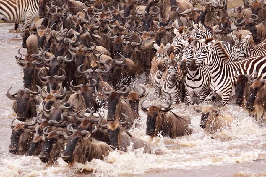 Nairobi: 5 Days Maasai Mara, Nakuru & Naivasha Tour - Mara to Nakuru: swapping savanna drama for rhino and flamingo time