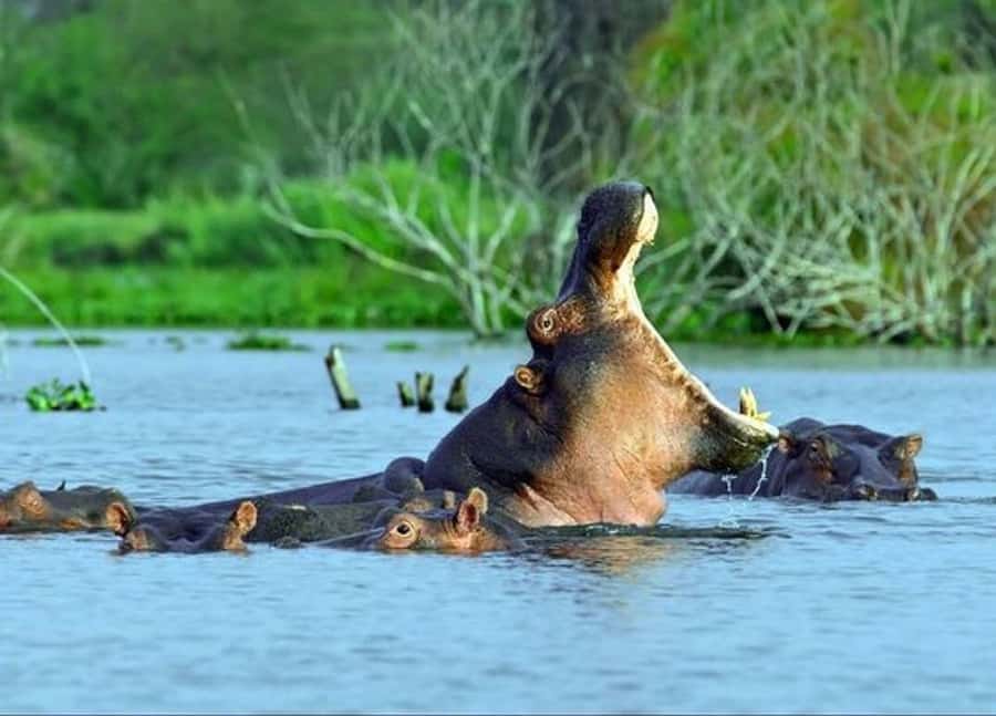 Nairobi: 5 Days Maasai Mara, Nakuru & Naivasha Tour - Lake Nakuru game drive: white rhinos and pink flamingos