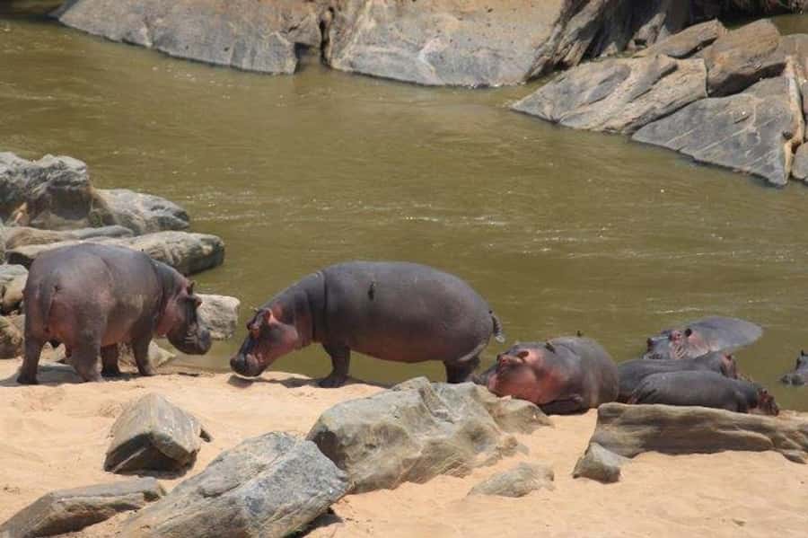 Nairobi: 5 Days Maasai Mara, Nakuru & Naivasha Tour - Comfort and logistics: the pop-up roof safari car and your meals