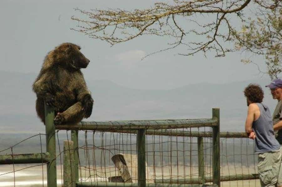 Nairobi: 5 Days Maasai Mara, Nakuru & Naivasha Tour - Park-by-park value: why this combo works