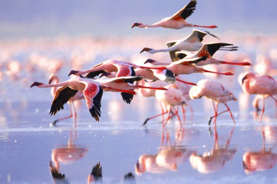 Nairobi: 5 Days Maasai Mara, Nakuru & Naivasha Tour - Maasai Mara full day: Big Five odds and the Mara River stop
