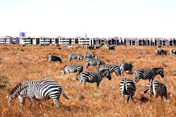 Nairobi Airport Layover Half Day Tour Nairobi National Park - Turning a Nairobi Airport Layover Into Wildlife Time