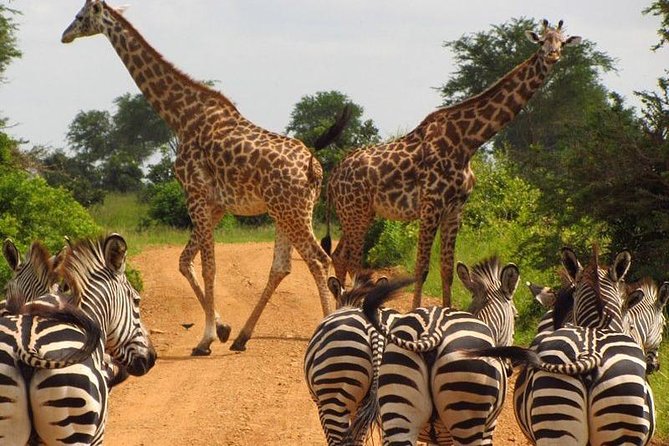 Nairobi Airport Layover Half Day Tour Nairobi National Park - What to Look For During the Game Drive