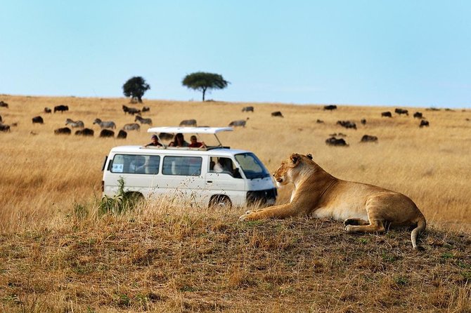 Nairobi Airport Layover Half Day Tour Nairobi National Park - Price and Value: What You Really Pay for This Layover Tour