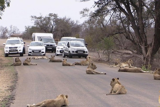 Nairobi Airport Layover Half Day Tour Nairobi National Park - Timing Tips for Tight Layovers and Early Arrivals