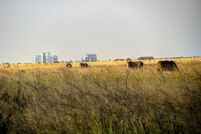 Nairobi Airport Layover Half Day Tour Nairobi National Park - Who This Tour Fits Best (And Who Might Want a Different Plan)