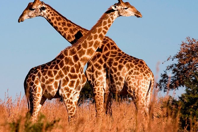 Nairobi Airport Layover Half Day Tour to Nairobi National Park - Wildlife you can look for, plus what those park details mean