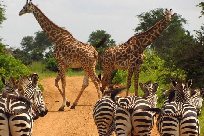 Nairobi Airport Layover Half Day Tour to Nairobi National Park - Guides make the difference when your flight is on the clock