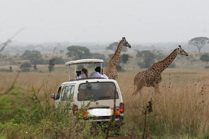 Nairobi Airport Layover Half Day Tour to Nairobi National Park - Price and value: what the $95 really covers